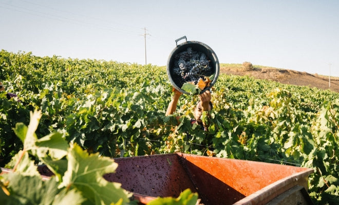 About Our Wine - Why We Chose Our Sicilian Red Blend