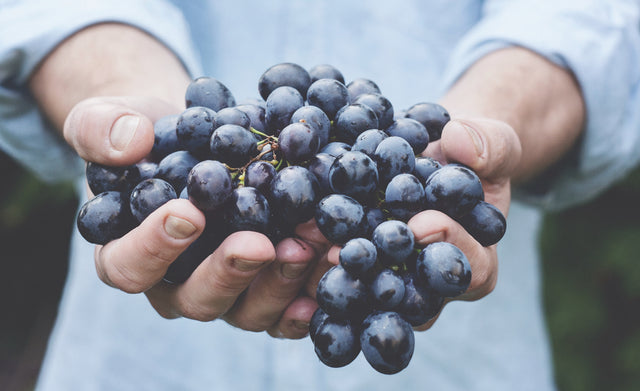 WHY IS WINE NOT VEGAN?