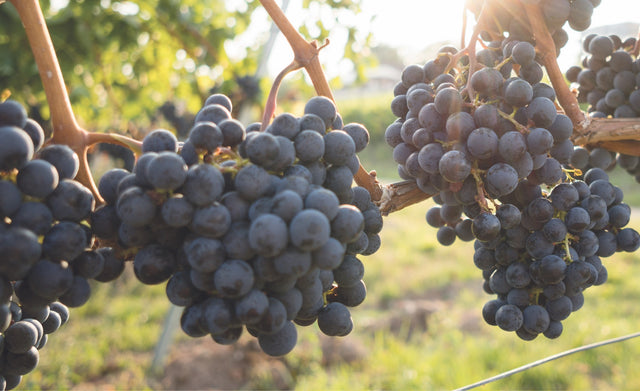 Nero d’Avola: The Ultimate Guide to Sicily’s Iconic Red Grape